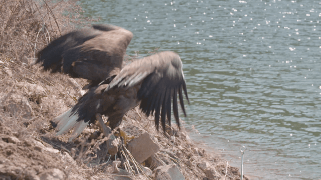 Taking off by riverbank the white-tailed eagle