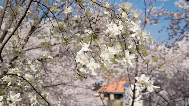 만개한 목련 꽃