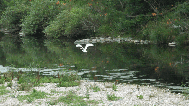 A white bird flying over a tranquil river