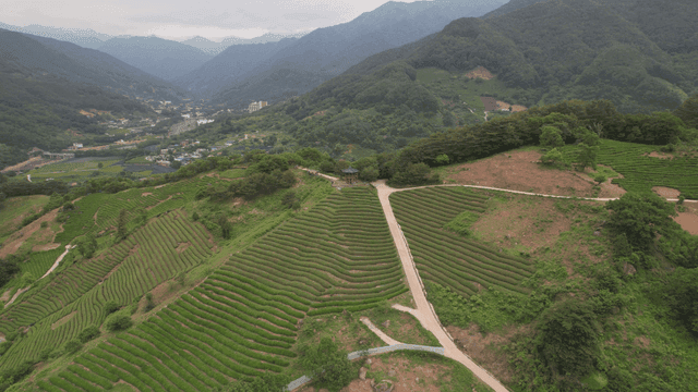 펼쳐진 초록빛 녹차밭이 있는 산자락