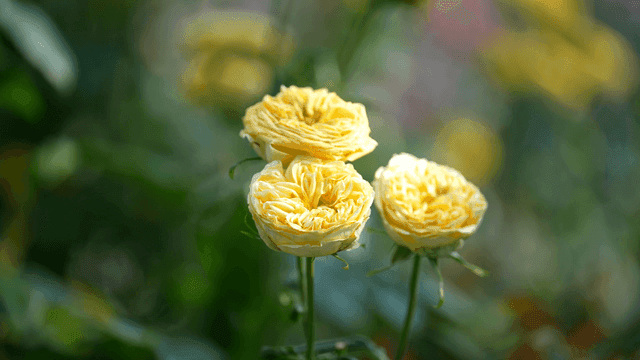 Three yellow roses blooming in a garden