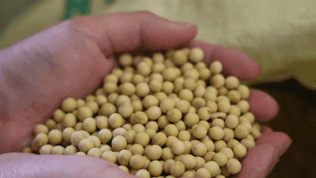 Beans scooped out by hand