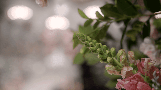 분홍색 꽃이 피어나는 모습