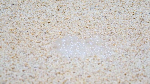 발효되고 있는 누룩의 표면