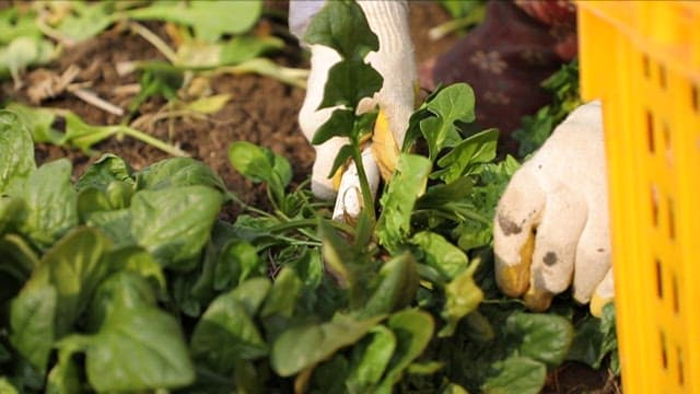 텃밭에서 신선한 시금치 수확