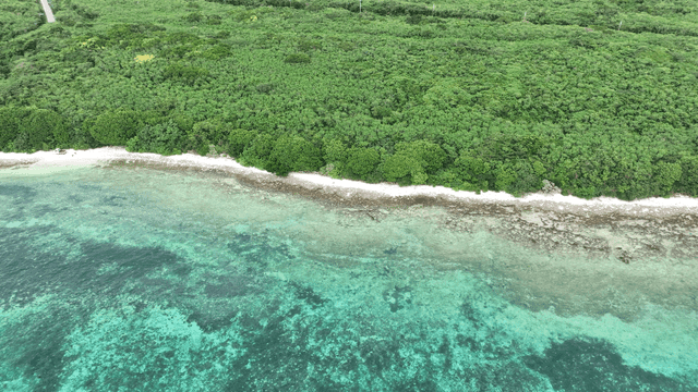 Blue forests and clear beaches