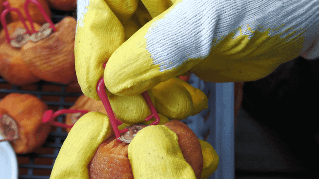 Hanging dried persimmons with clips