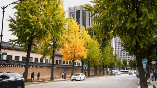 가을 나무와 건물이 있는 도시 거리