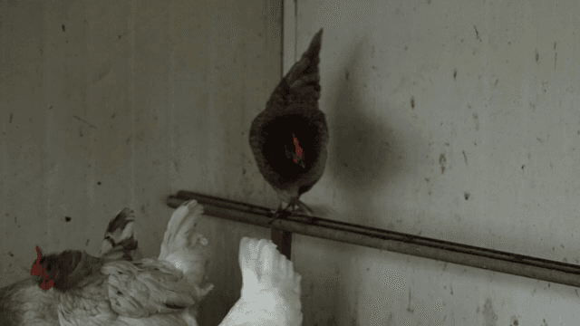 닭장이 안에 앉아 있는 닭들