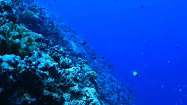 Coral reef and marine life