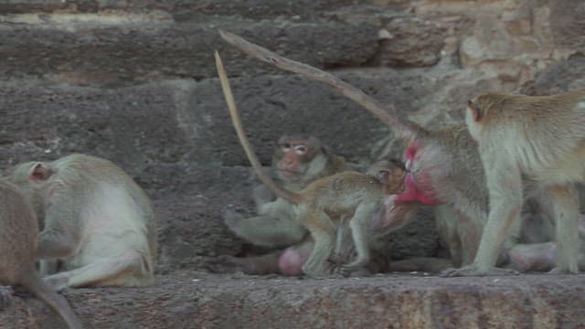 Monkeys Walking on a Stone Structure in Ancient Temple