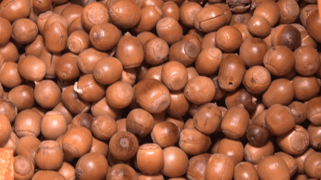 도토리가 가득 담긴 자루