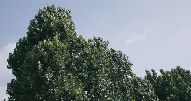 나무의 잎사귀를 부드럽게 흔드는 바람