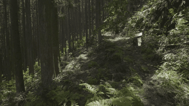 나무로 둘러싸인 고요한 숲길