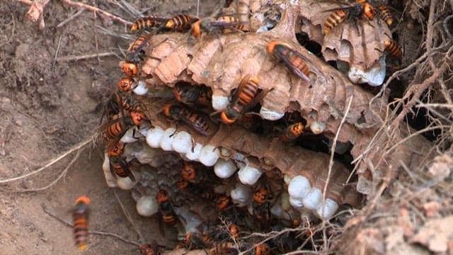 땅 속에 있는 커다란 벌집과 말벌