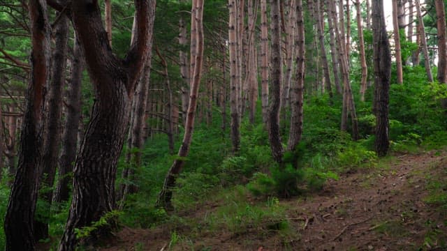 Lush green forest with tall trees