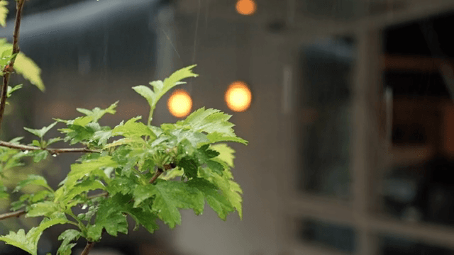 Rain falling on green leaves near a cafe