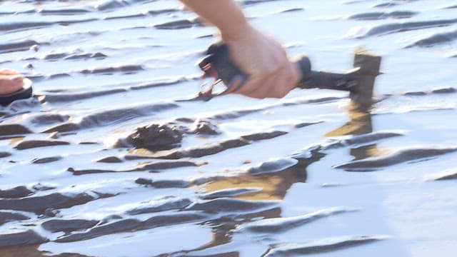 People Digging in the Mudflats Revealed by Low Tide