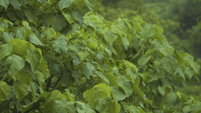 Lush green leaves in a dense forest