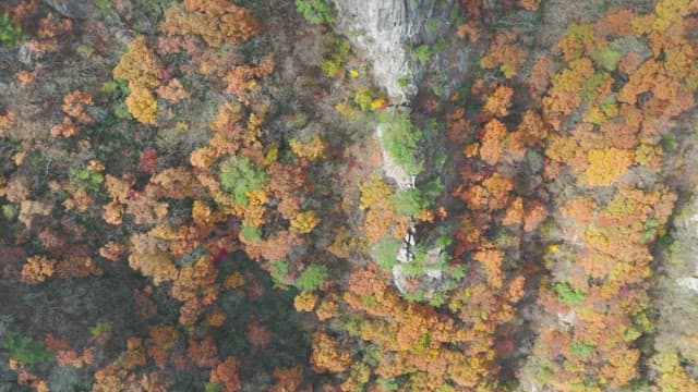 Autumn foliage on a rocky mountain