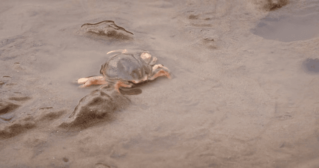 Crab moving on a muddy shore