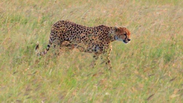 Cheetah and Cub Bonding in the Wild