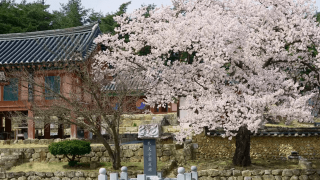 전통 한옥에 만개한 벚꽃