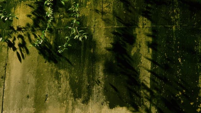 Green vines casting shadows on a wall