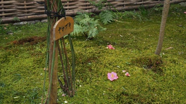 나무에 붙은 이름표와 이끼로 덮인 땅에 떨어진 꽃