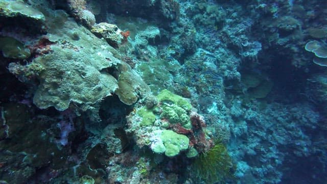 Vibrant coral reef teeming with fish