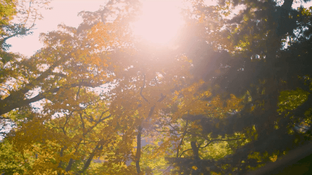 가을 나뭇잎 사이로 비치는 햇빛