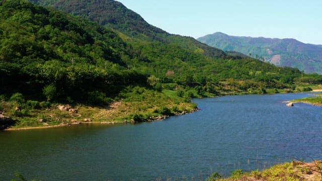 Calm river flowing beside the lush green forest