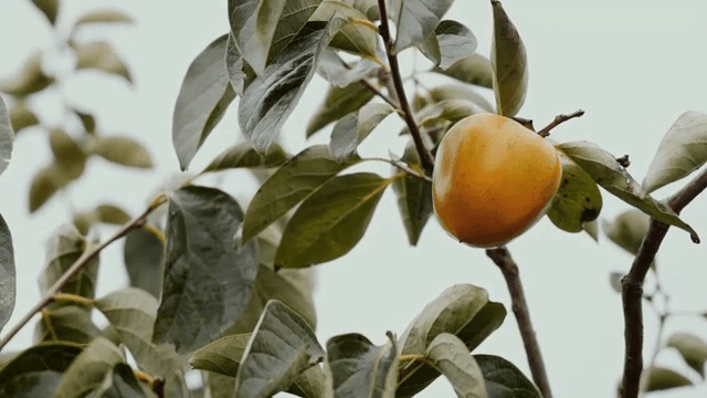 나뭇가지에 매달린 잘 익은 감