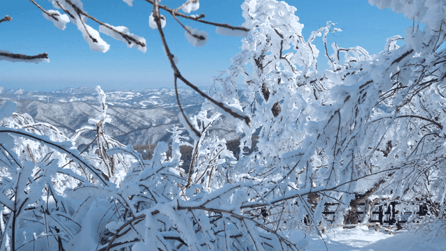 Snow-covered trees and distant mountains