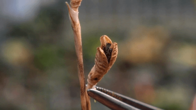 식물 꼬투리를 검사하는 모습