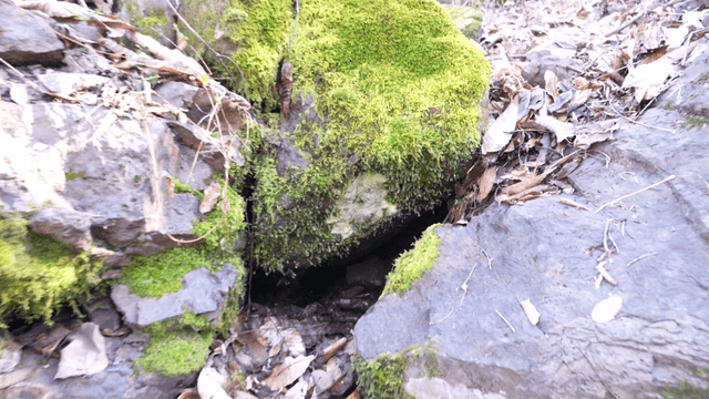 Moss-covered rock crevice in forest