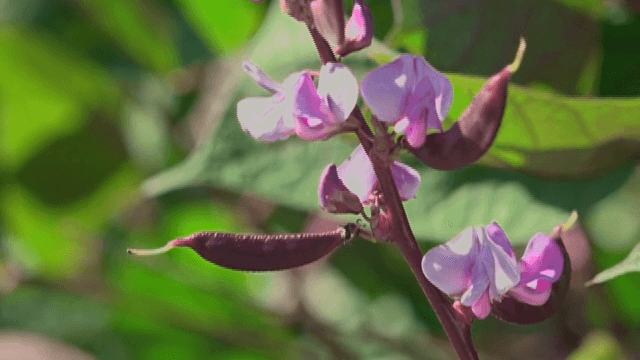 녹색 식물에 피어나는 보라색 꽃