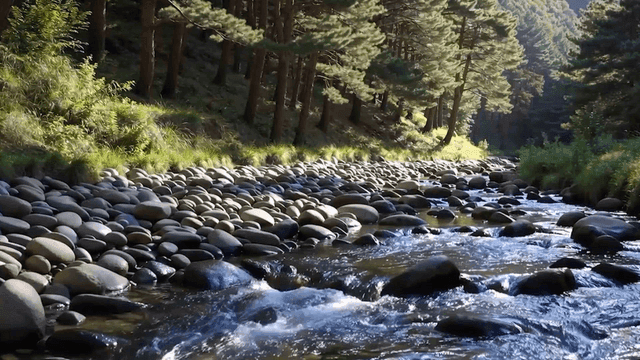 울창한 숲 속의 바위가 많은 계곡