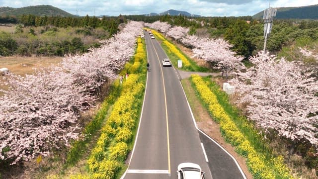 Scenic road lined with cherry blossoms