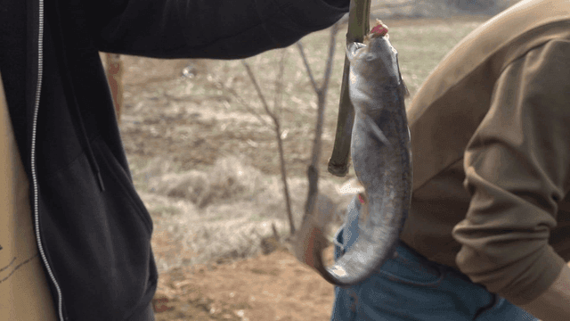 Person holding freshly caught fish