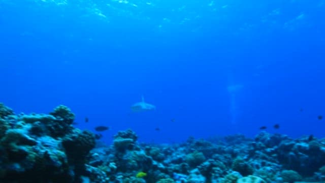 Serene underwater scene with swimming sharks