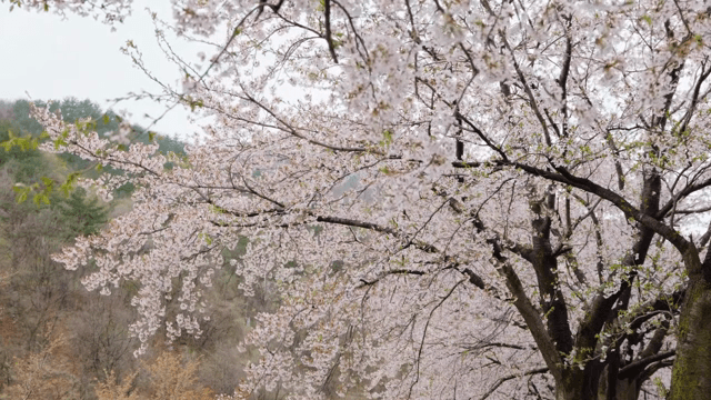 Cherry blossoms in full bloom on trees