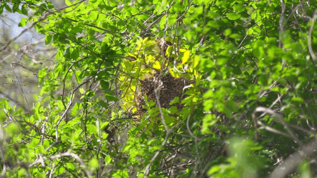 푸른 잎 위를 나는 벌들과 벌집