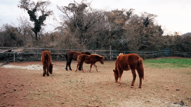울타리 안에서 풀을 뜯는 말들