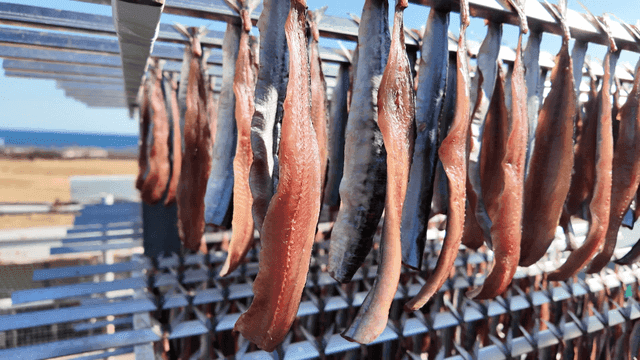 Gwamegi drying in sunlight