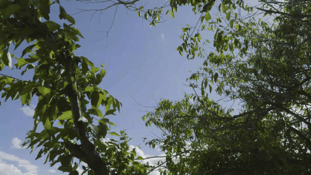 맑은 하늘을 배경으로 한 녹색 잎과 가지