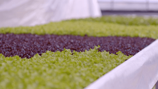 온실에서 자라는 초록빛과 보라빛의 상추