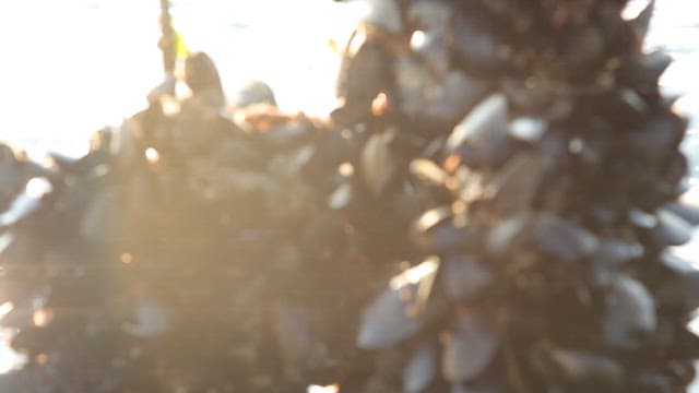 바다의 양식장에서 자라는 홍합