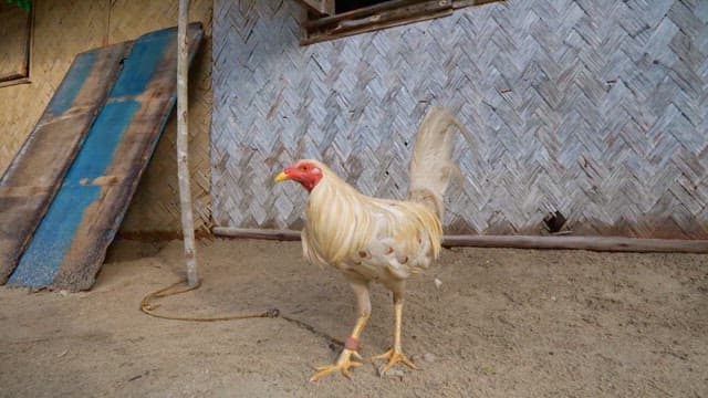 시골 마당에 서 있는 수탉