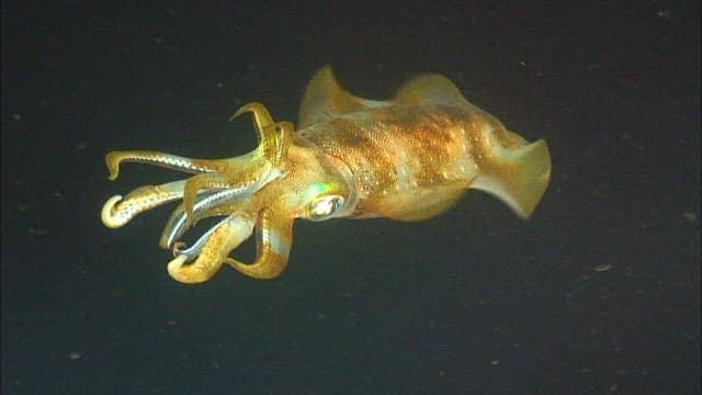 물속에서 우아하게 헤엄치는 오징어